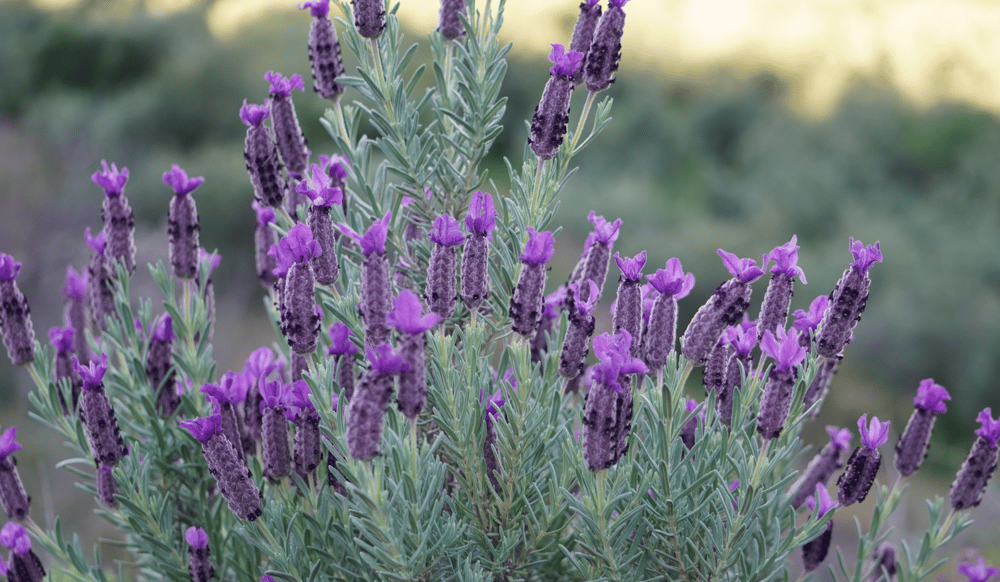 Image of Reserva 28 DE MARZO