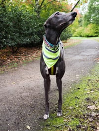 Image 3 of LumiScarf