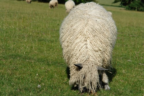 Image of Izzy Lane Wensleydale Wrist Warmers