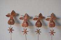 Image 2 of Starry pear