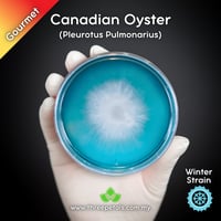 Image 1 of Canadian Oyster (Pleurotus Pulmonarius) Live Mycelium Mushroom Culture Spawn Seed
