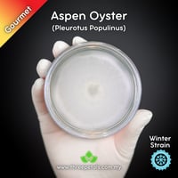 Image 1 of Aspen Oyster (Pleurotus Populinus) Live Mycelium Mushroom Culture Spawn Seed