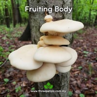 Image 2 of Aspen Oyster (Pleurotus Populinus) Live Mycelium Mushroom Culture Spawn Seed