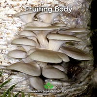 Image 2 of Mediterrenean Oyster (Pleurotus Pulmonarius) Live Mycelium Mushroom Culture Spawn Seed