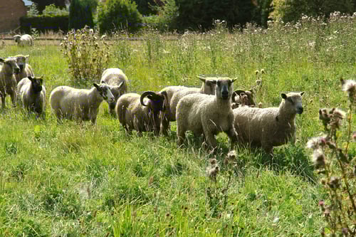 Image of IZZY LANE TUFTED RUG