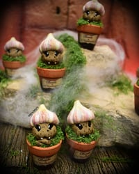 Image 2 of Mini mandrágoras Ajo vampiro