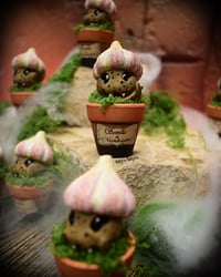 Image 3 of Mini mandrágoras Ajo vampiro