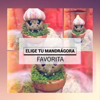 Image 4 of Mini mandrágoras Ajo vampiro