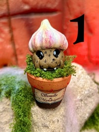 Image 5 of Mini mandrágoras Ajo vampiro