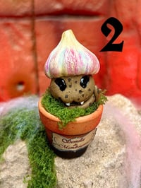 Image 6 of Mini mandrágoras Ajo vampiro