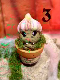 Image 7 of Mini mandrágoras Ajo vampiro