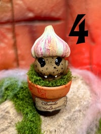 Image 8 of Mini mandrágoras Ajo vampiro