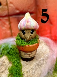 Image 9 of Mini mandrágoras Ajo vampiro