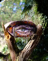 Image 2 of Birch Eye (Brown)
