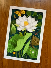 Image 1 of American Lotus