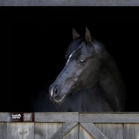 Walnut Effect Hello Horse Stable Plate – Includes Lifetime Subscription