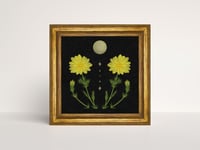 Image 2 of Adonis Vernalis Flowers Art Print