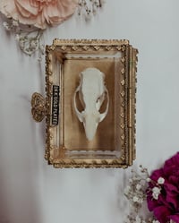 Image 5 of Small Skull Cleaning (Under 15 lbs)