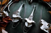 Image 5 of Silver Soldered Elk Vertebra large ear weights