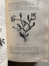Image 4 of Flowers of the Field