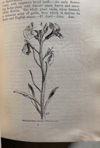 Image 5 of Flowers of the Field