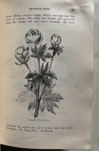 Image 6 of Flowers of the Field
