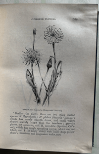 Image 7 of Flowers of the Field