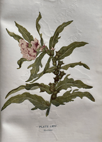 Image 5 of Flowers of the Field by Rev. C. A. Johns