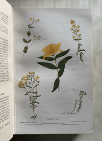 Image 6 of Flowers of the Field by Rev. C. A. Johns