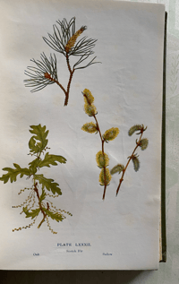 Image 4 of Flowers of the Field by Rev. C. A. Johns