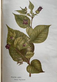 Image 7 of Flowers of the Field by Rev. C. A. Johns