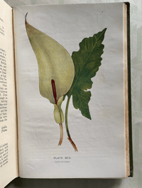 Image 3 of Flowers of the Field by Rev. C. A. Johns