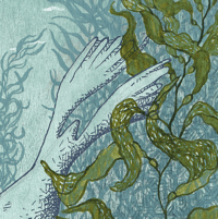 Image 4 of Les phoques