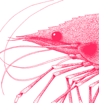 Image 3 of La crevette