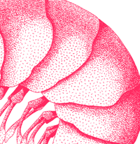 Image 4 of La crevette