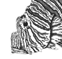 Image 3 of La rascasse