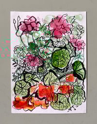 'Pink Geraniums and Orange Nasturtiums'