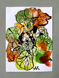 'August Nasturtiums' 