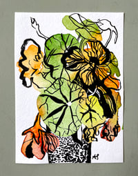 'August Nasturtiums ii'