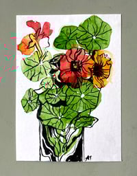 'August Nasturtiums iii'