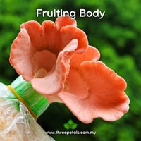 Image 2 of Salmon Oyster (Pleurotus Salmoneostramineus) Live Mycelium Mushroom Culture Spawn Seed