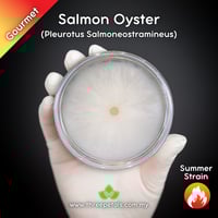 Image 1 of Salmon Oyster (Pleurotus Salmoneostramineus) Live Mycelium Mushroom Culture Spawn Seed