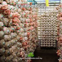 Image 3 of Salmon Oyster (Pleurotus Salmoneostramineus) Live Mycelium Mushroom Culture Spawn Seed