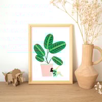 Image 5 of jolies plantes