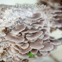 Image 2 of Sajor-caju Oyster (Pleurotus Sajor-caju) Live Mycelium Mushroom Culture Spawn Seed