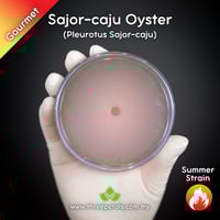 Image 1 of Sajor-caju Oyster (Pleurotus Sajor-caju) Live Mycelium Mushroom Culture Spawn Seed