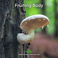 Image 2 of Veiled Oyster (Pleurotus Dryinus) Live Mycelium Mushroom Culture Spawn Seed