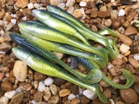 Image 4 of STW SHAD  4.5" 4967