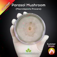 Image 1 of Parasol Mushroom (Macrolepiota Procera) Live Mycelium Mushroom Culture Spawn Seed
