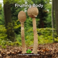 Image 2 of Parasol Mushroom (Macrolepiota Procera) Live Mycelium Mushroom Culture Spawn Seed